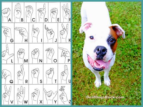 american sign language for dogs.